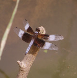 Widow Dragonfly Claims Territory