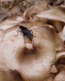 Bug Rests on a Mushroom