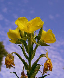 Common Evening Primrose