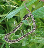 Baby Garter Snake