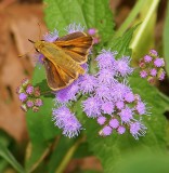 Folded Skipper Perched on a Mistflower