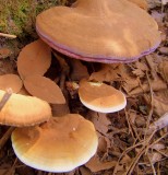 Shelf Mushroom in Fall