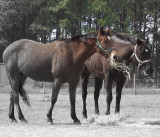 Hay Eating Contest