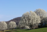 Bradford Pear Trees