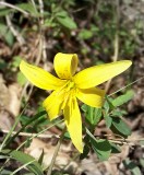 Beaked Trout Lilly