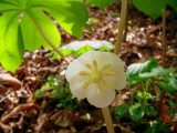 Flower opens under the Umbrella