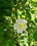 Multi Flora Rose