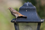 Black Redstart  (Phoenicurus ochruros)