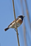Stonechat  (Saxicola torquata)