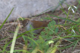 Cettis Warbler  (Cettia cetti)