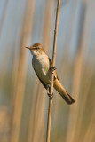 Great Reed Warbler  (Acrocephalus arundinaceus)