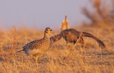 sharp-tailed-grouse-XIII.jpg