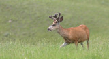 Mule-Deer.jpg