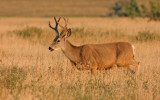 Mule-deer-II.jpg