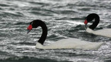 Black-necked Swan