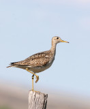 Upland Sandpiper   21 May 06   IMG_7597.jpg