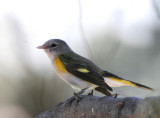 American Redstart   21 Aug 06   IMG_9199.jpg