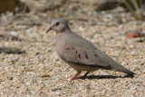 Common-ground-dove-II.jpg