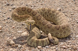 prairie-rattlesnake.jpg