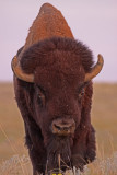 bison-X.jpg