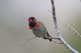annas-hummingbird-IX.jpg