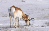 pronghorn-XVII.jpg