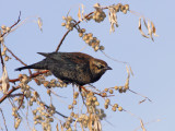 Rusty-Blackbird-XIX.jpg