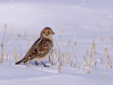 Lapland-Longspur-XII.jpg