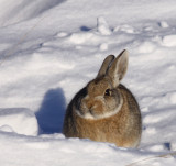 cottontail-II.jpg