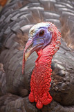 Wild-Turkey.jpg