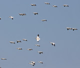 Snow-Goose-Flight-I.jpg