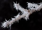Knife-edged Cold