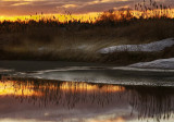 Reeds in  Reflection