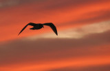 Flight