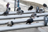 Pigeons looking cold