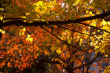 Fall Colors in Garrett Park, MD - November 2007