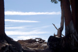 Window to Infinity---up the Lassen trail