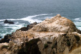 An offshore rock---gulls and cormorants