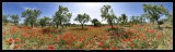 Amapolas