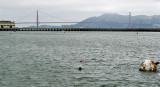Bay swimmers, and Golden Gate Bridge