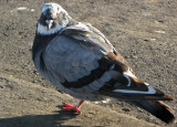 Columba livia - thanks to Nick Anich for IDg the bird