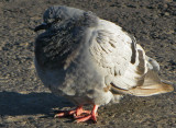 Columba livia - ruffling some of his feathers