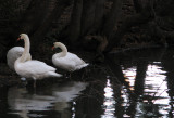Swan trio 1