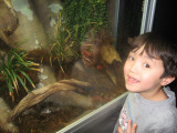 Kyle checks out his favorite display, The Tomato Frogs.