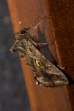 Horned Moth