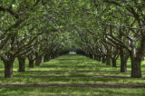 3/29/10- Almond Orchard