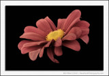 Faded Chrysanthemum