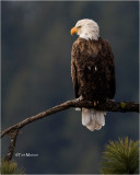  Bald Eagle