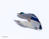  Mallard