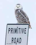  Snowy Owl